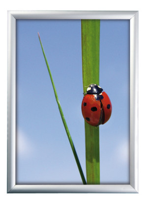 ALU SNAP FRAME 25mm (G) Poster size 68,5 x 101,5cm  alu. "Cinema"